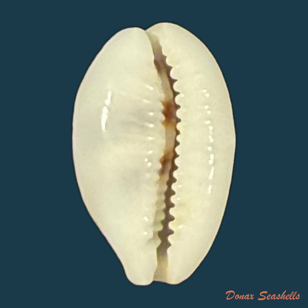 palmadusta-asellus-linnaeus-1758-15-1mm-copia
