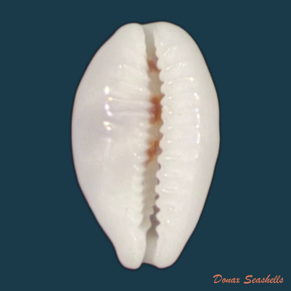 palmadusta-diluculum-reeve-1845-25-5mm-copia