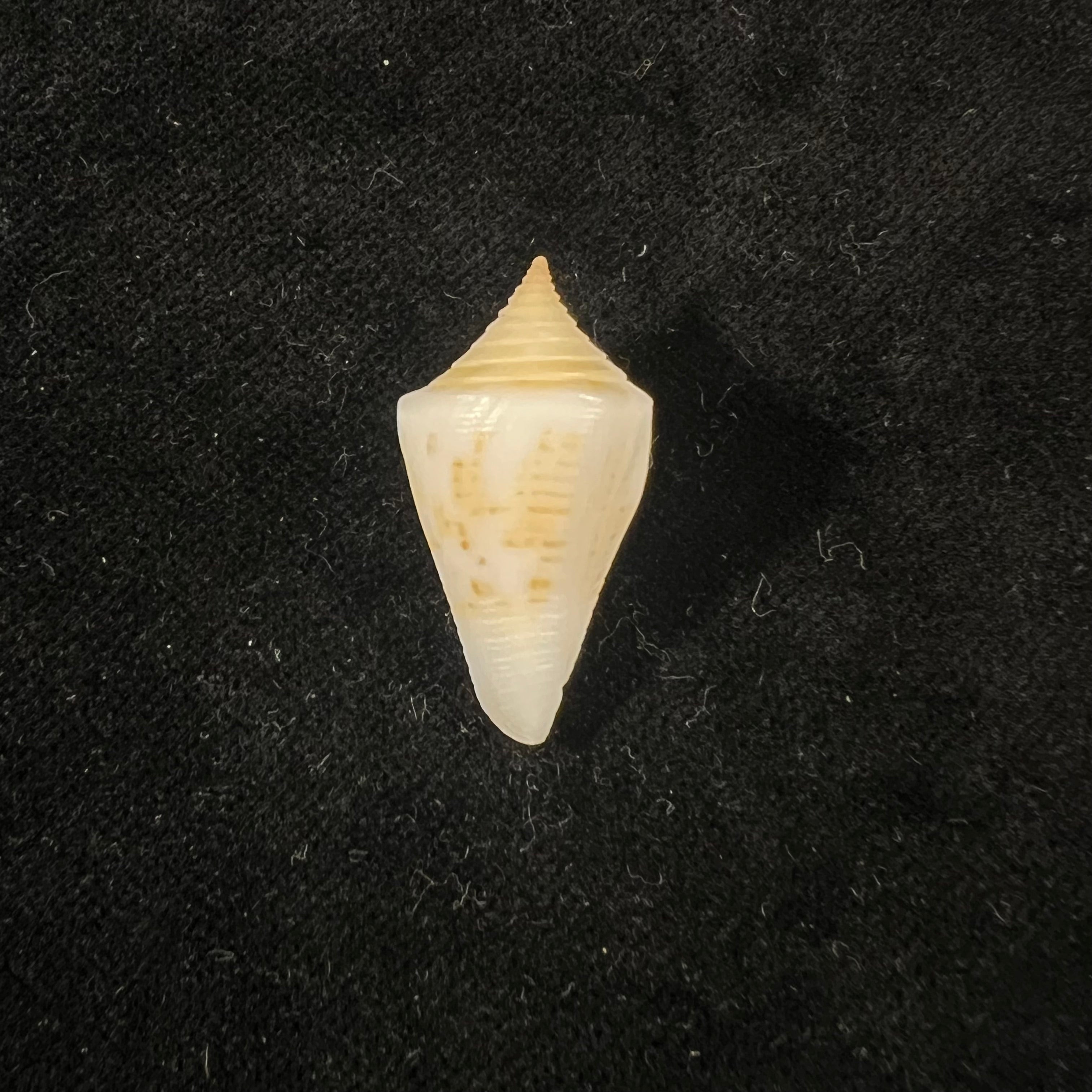 Conus paraguana Petuch, 1987 - 28,4mm