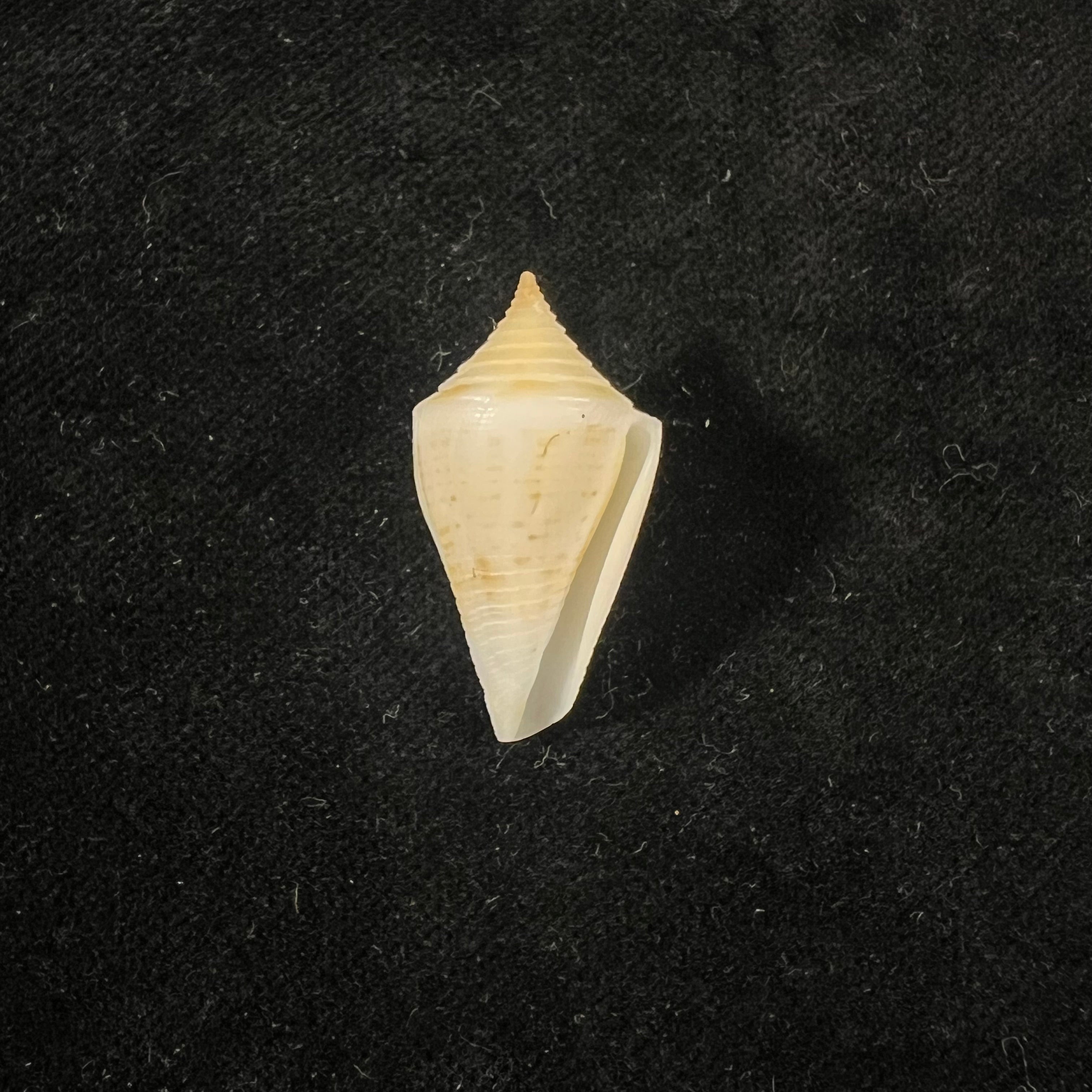 Conus paraguana Petuch, 1987 - 28,4mm