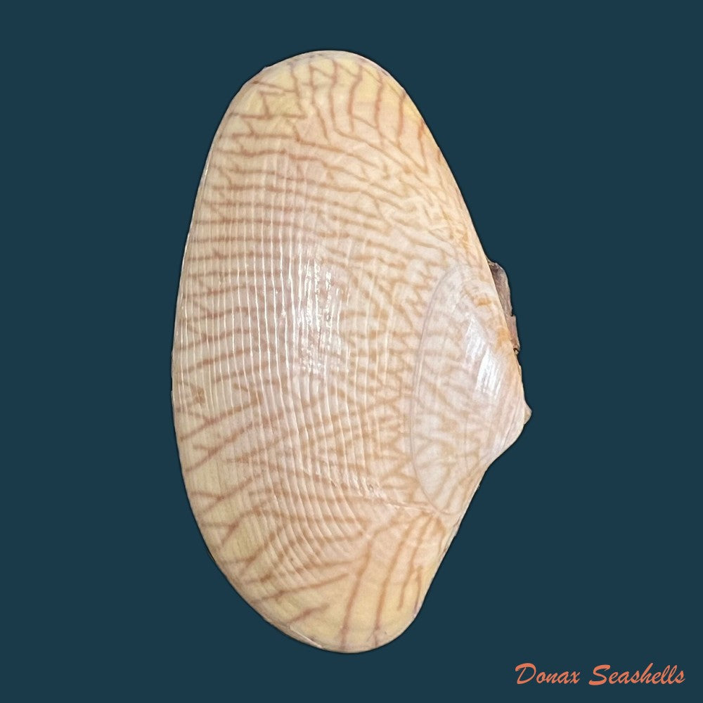 paratapes-undulatus-born-1778-45-8mm-copia