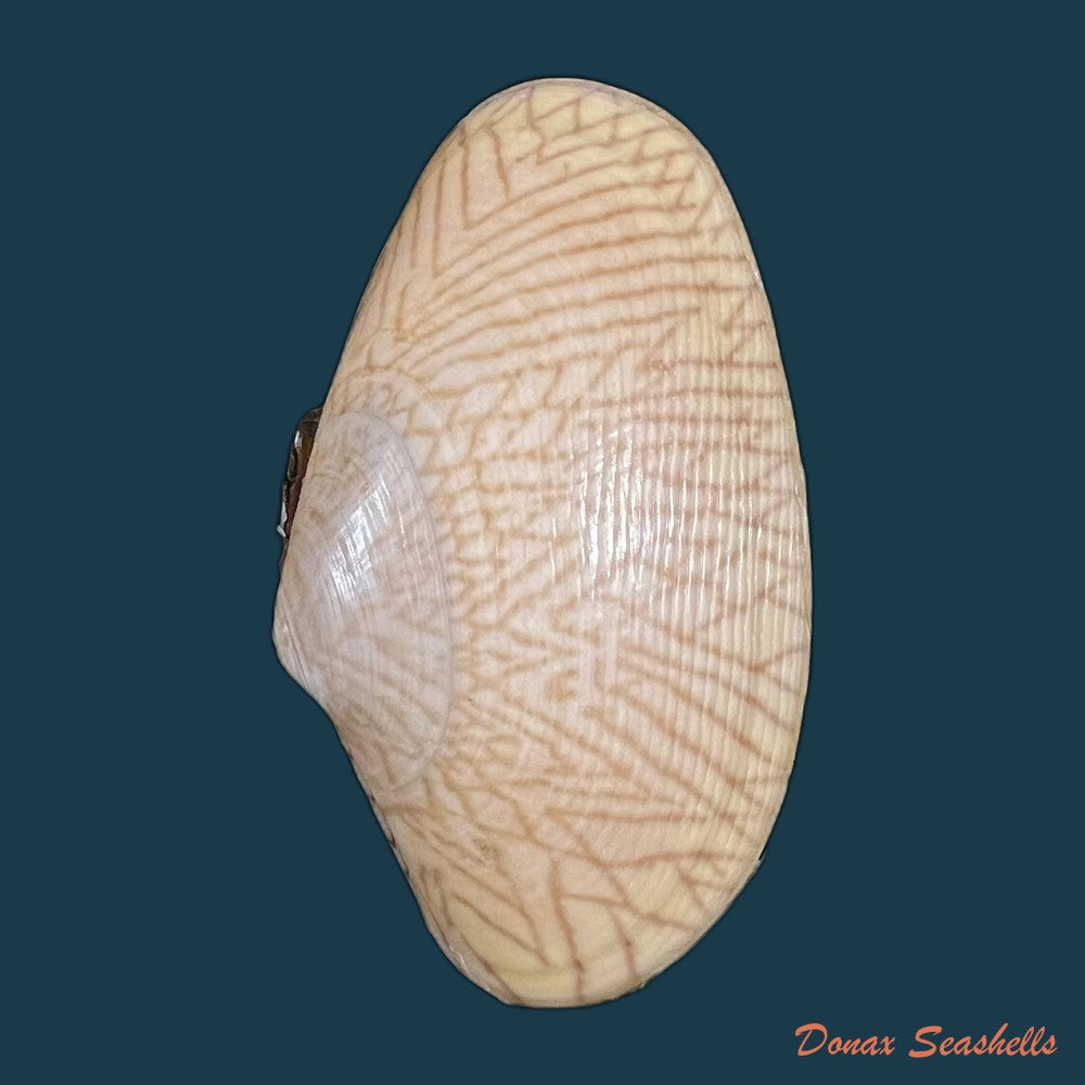 paratapes-undulatus-born-1778-45-8mm-copia