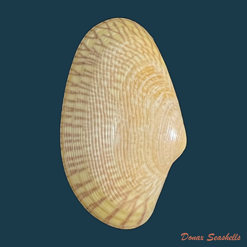 paratapes-undulatus-born-1778-49-2mm-copia