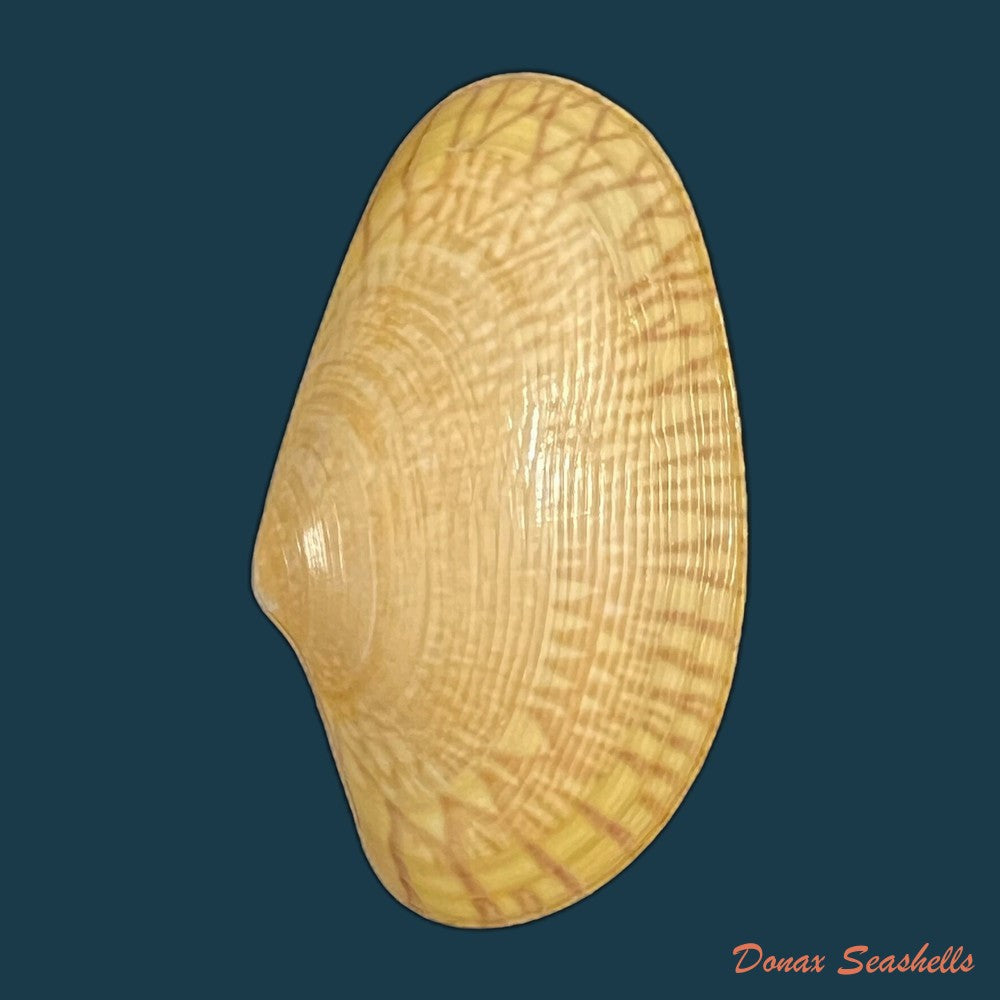paratapes-undulatus-born-1778-49-2mm-copia