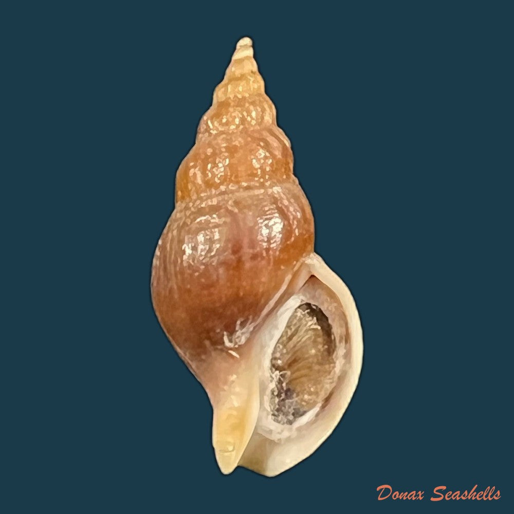 pareuthria-plumbea-r-a-philippi-1844-26-7mm-copia