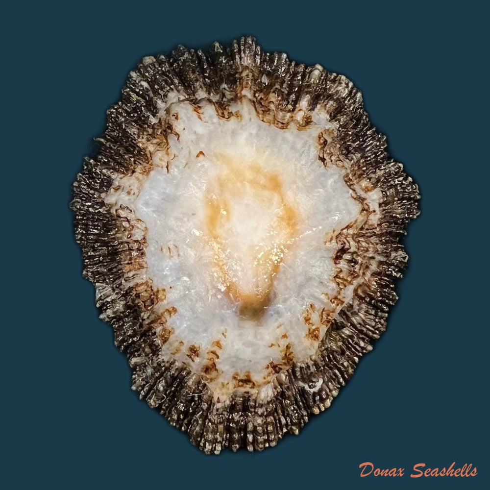 patella-aspera-roding-1798-50-8mm-copia