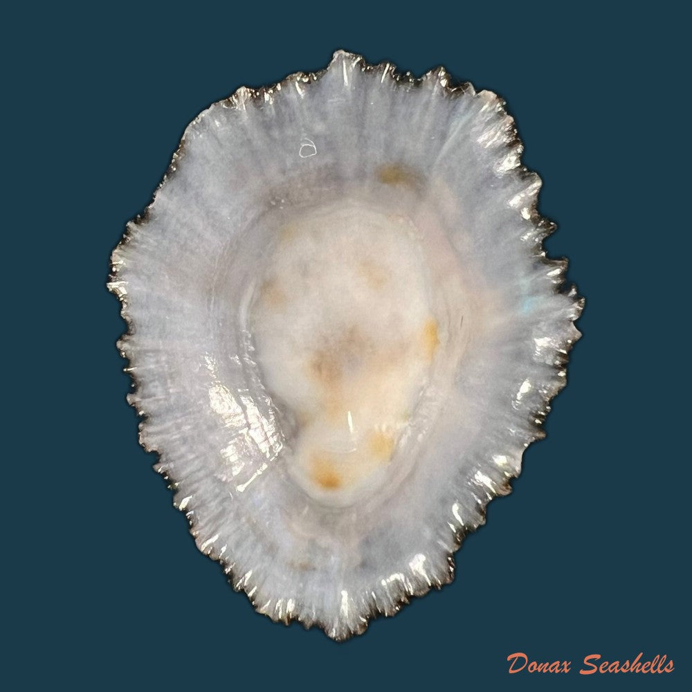patella-aspera-roding-1798-50-8mm-copia