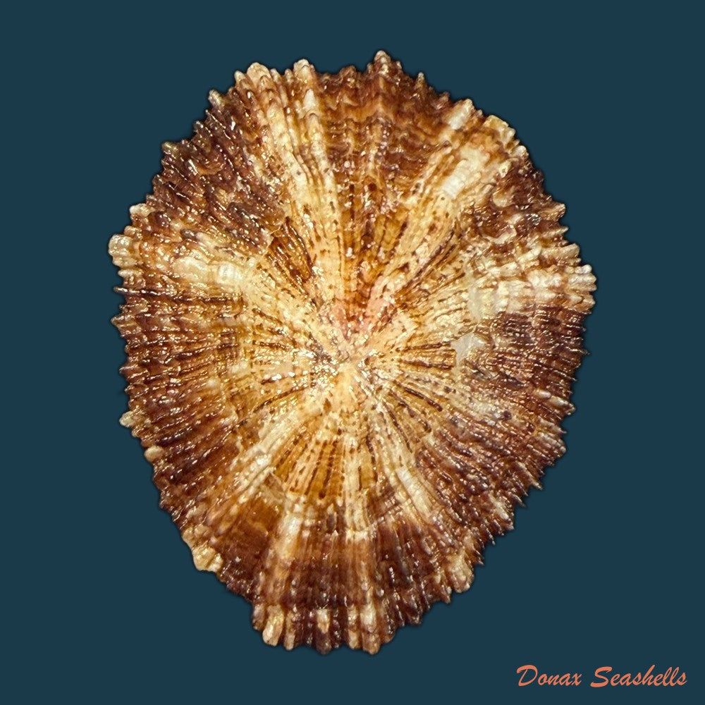 patella-aspera-roding-1798-50mm-copia