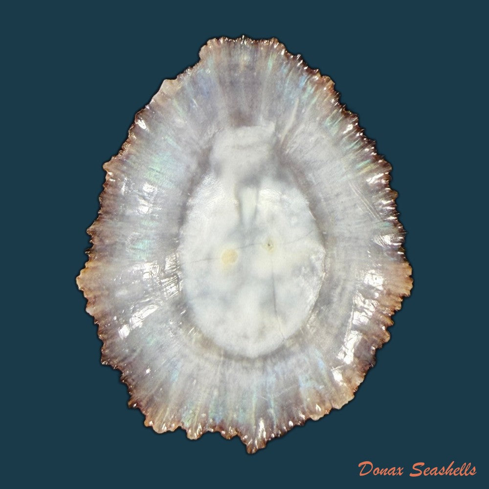 patella-aspera-roding-1798-50mm-copia