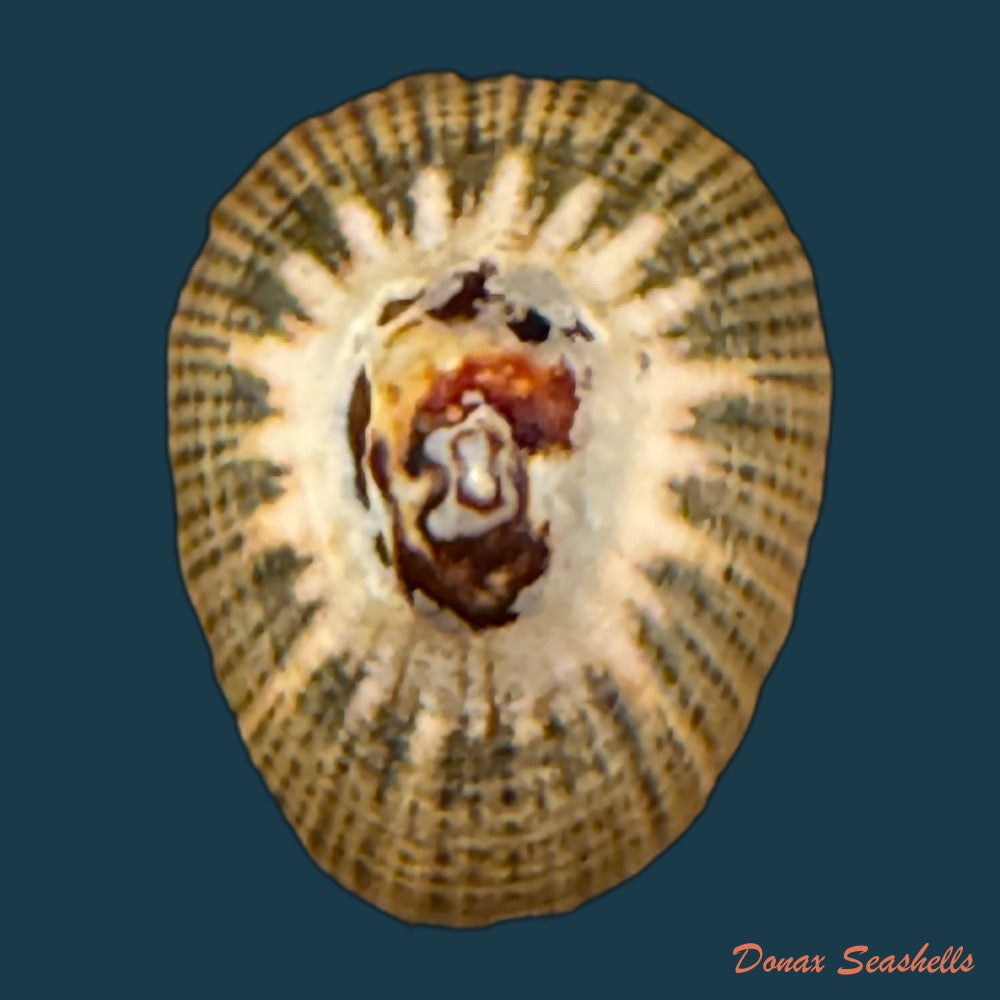 patella-aspera-roding-1798-52-5mm-copia
