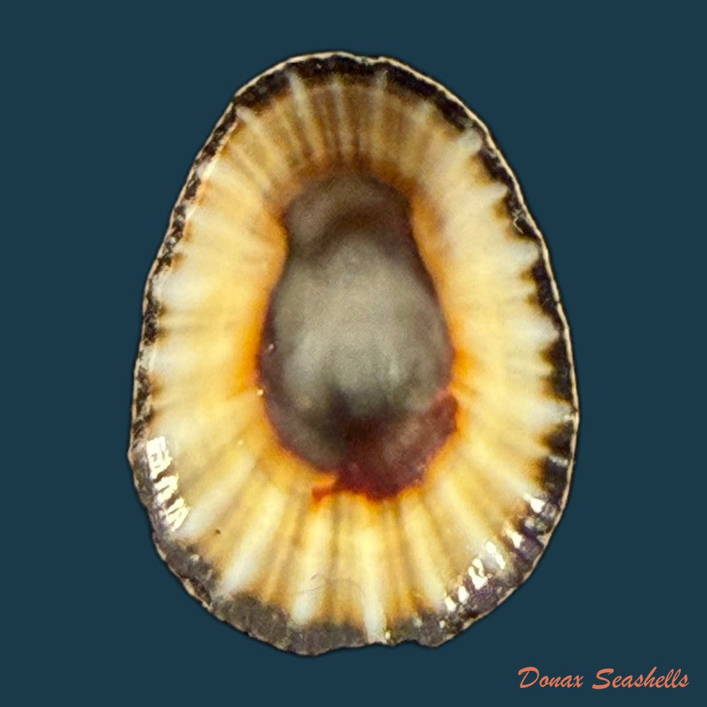 patella-aspera-roding-1798-52-5mm-copia