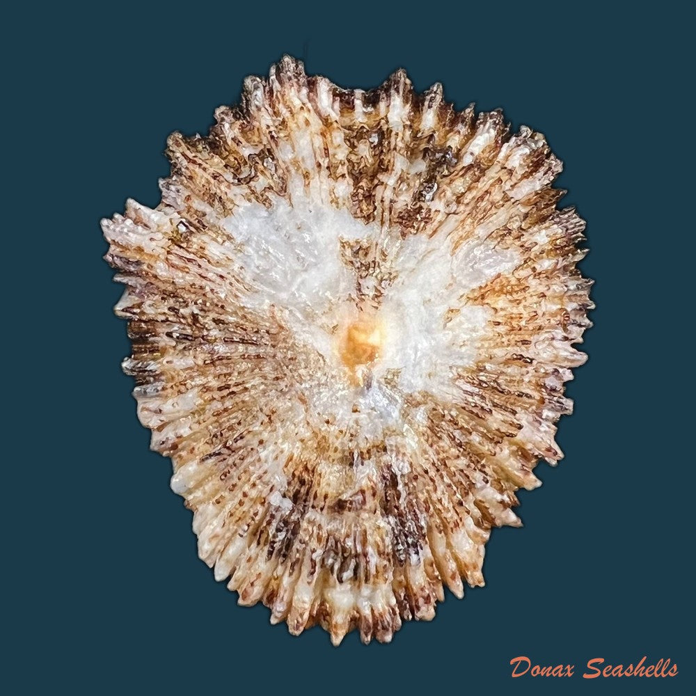 patella-aspera-roding-1798-53-1mm-copia