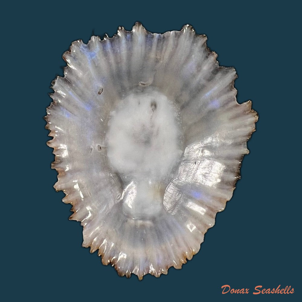 patella-aspera-roding-1798-53-1mm-copia