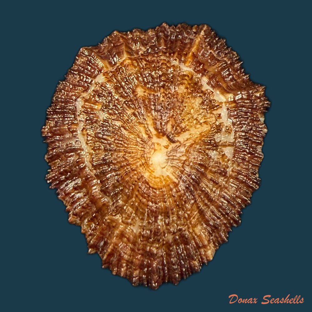 patella-aspera-roding-1798-53-6mm-copia