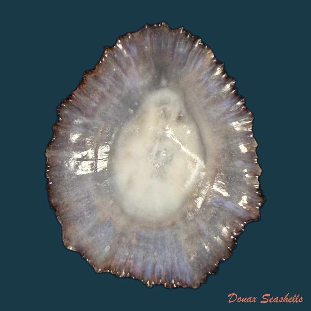 patella-aspera-roding-1798-53-6mm-copia