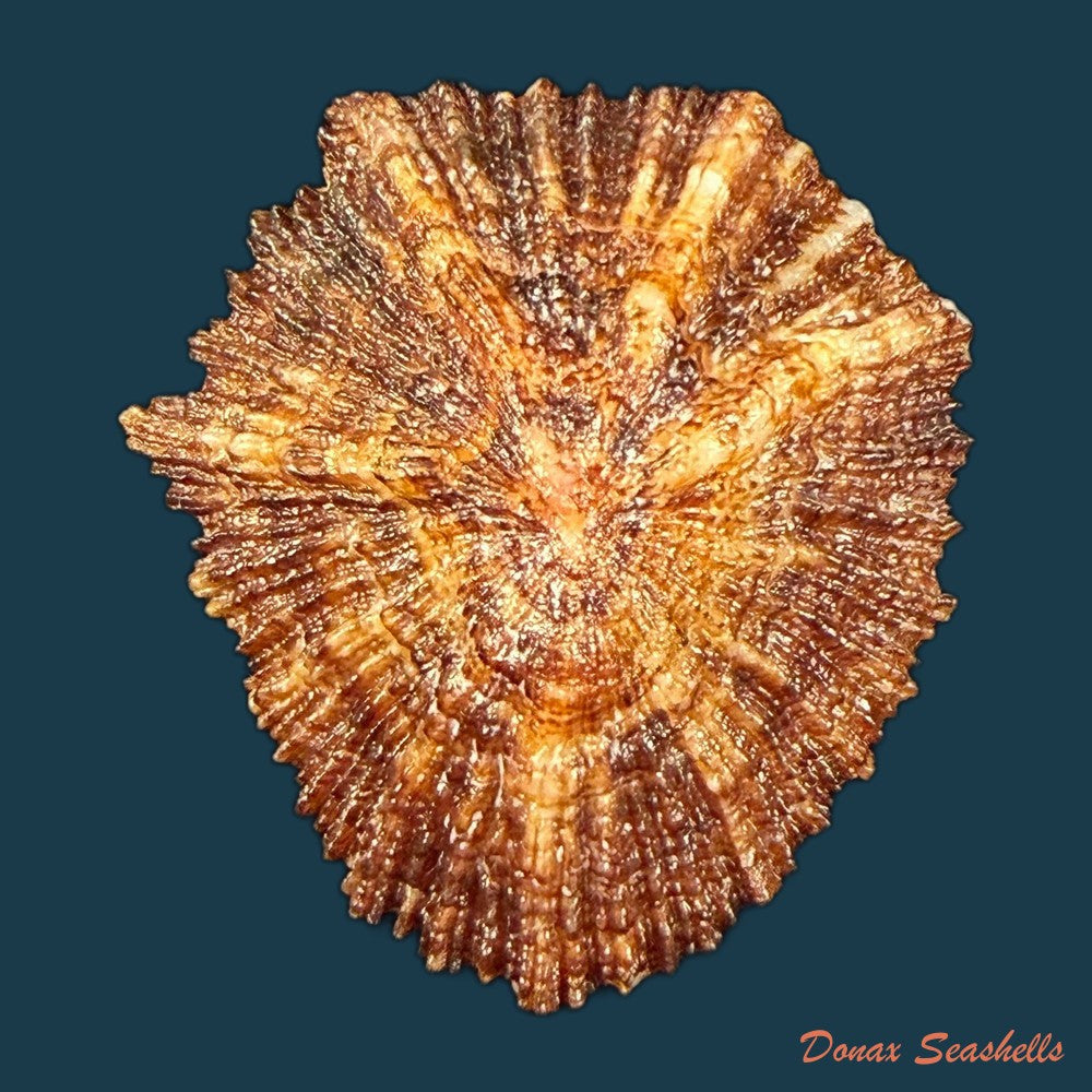 patella-aspera-roding-1798-59-5mm-copia