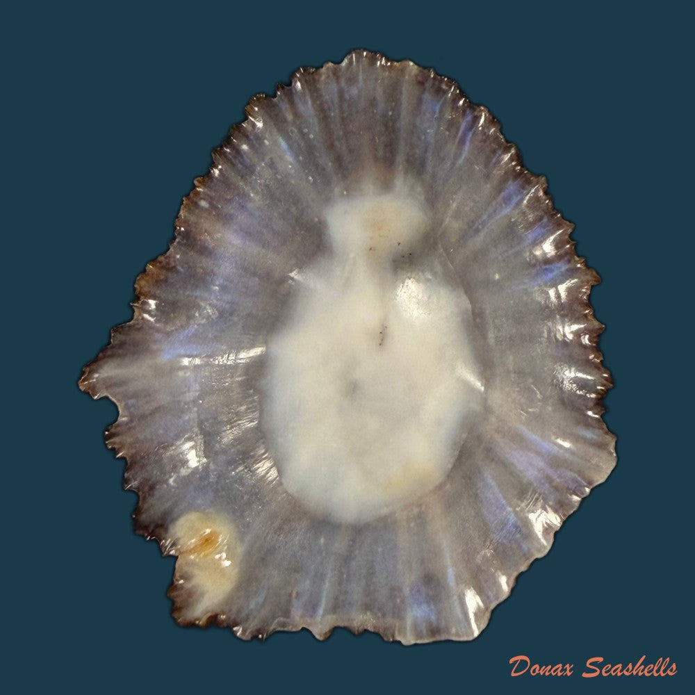 patella-aspera-roding-1798-59-5mm-copia