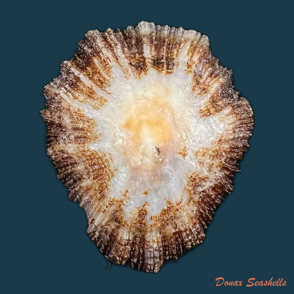 patella-aspera-roding-1798-61-1mm-copia