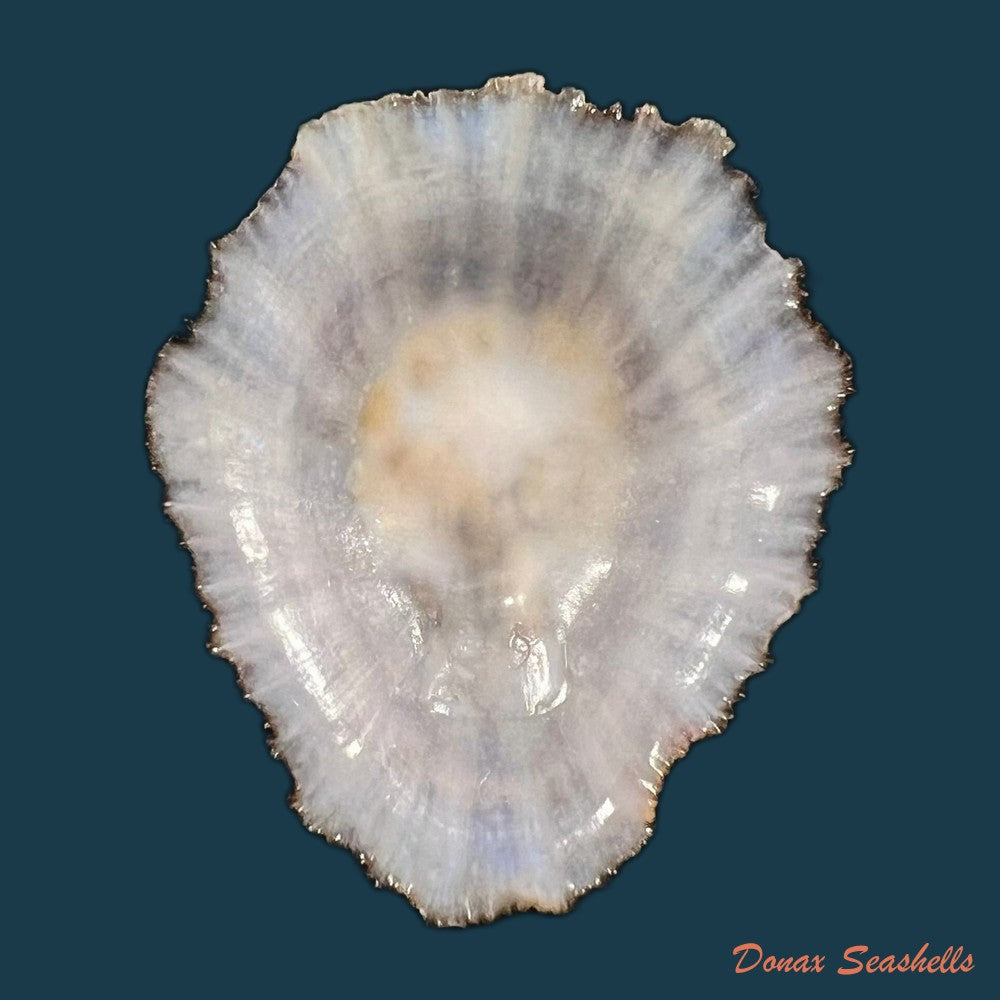 patella-aspera-roding-1798-61-1mm-copia
