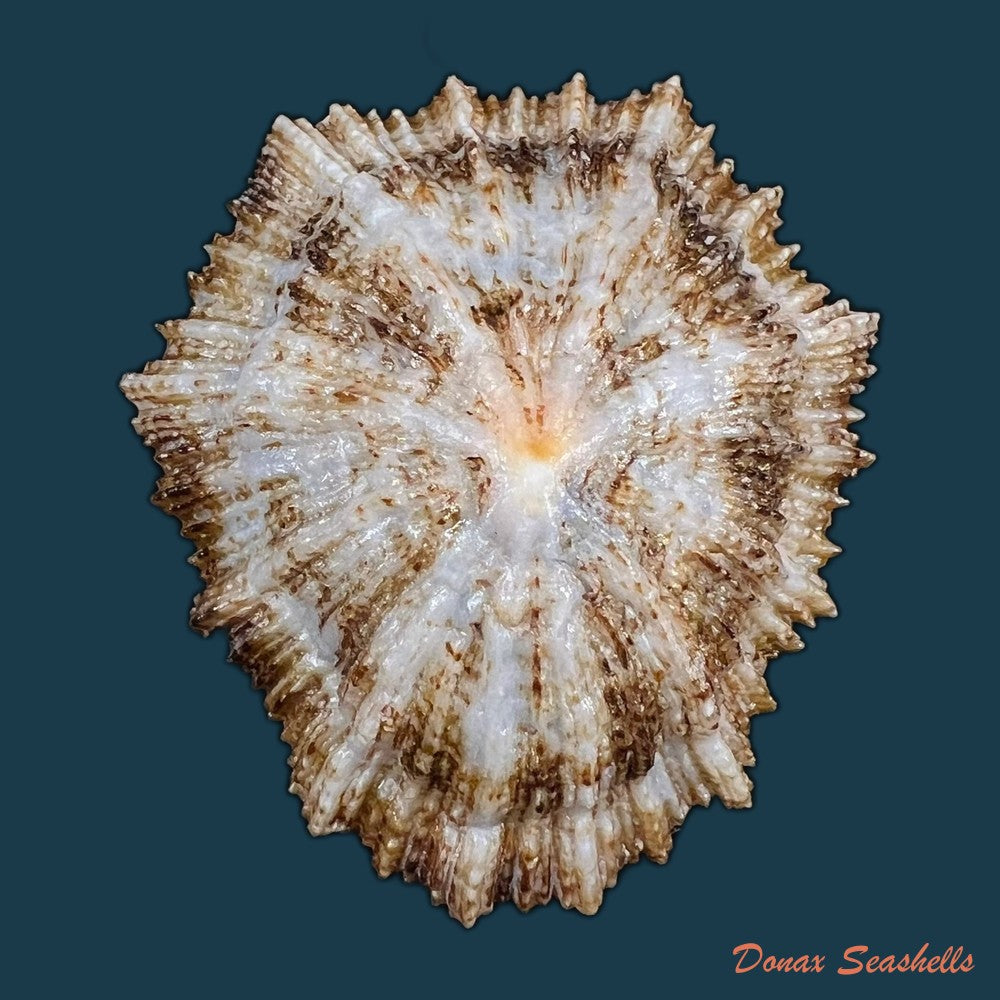 patella-aspera-roding-1798-61-3mm-copia
