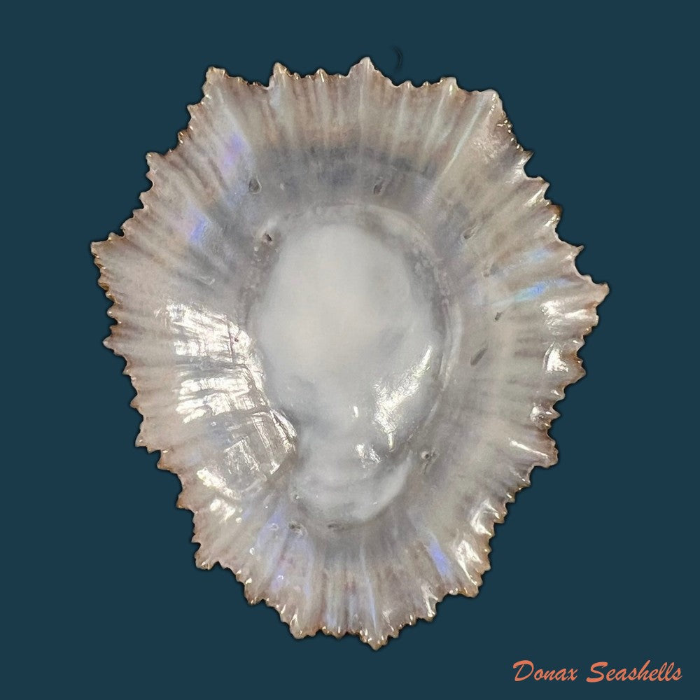 patella-aspera-roding-1798-61-3mm-copia