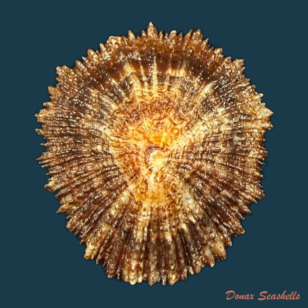 patella-aspera-roding-1798-62-4mm-copia