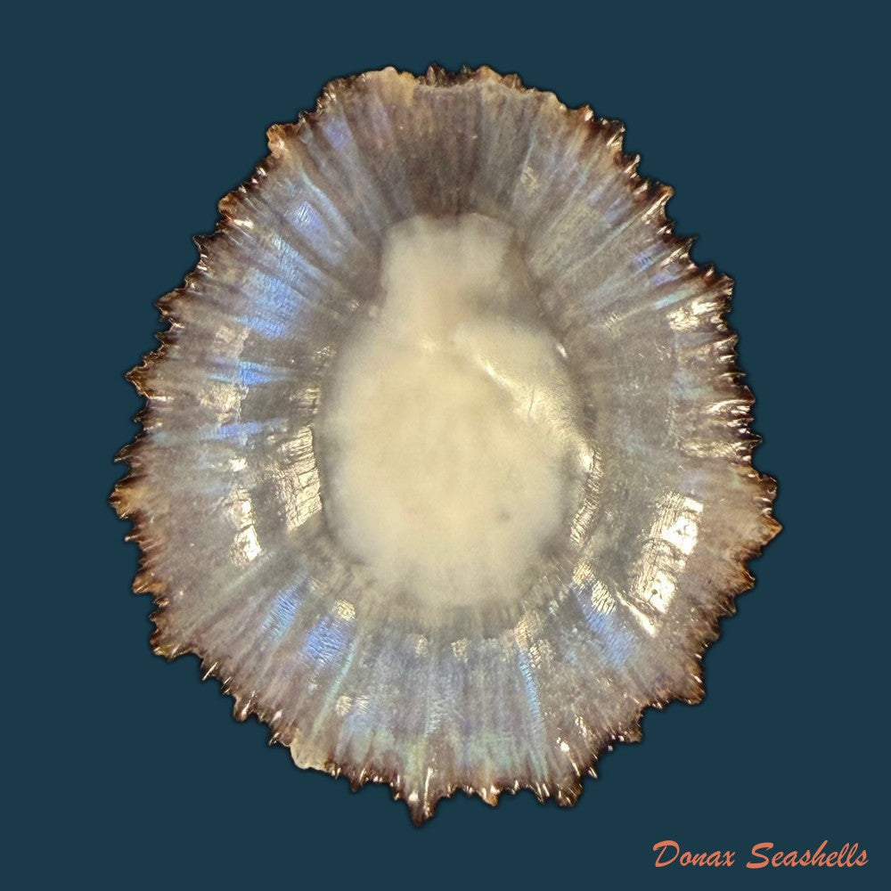 patella-aspera-roding-1798-62-4mm-copia
