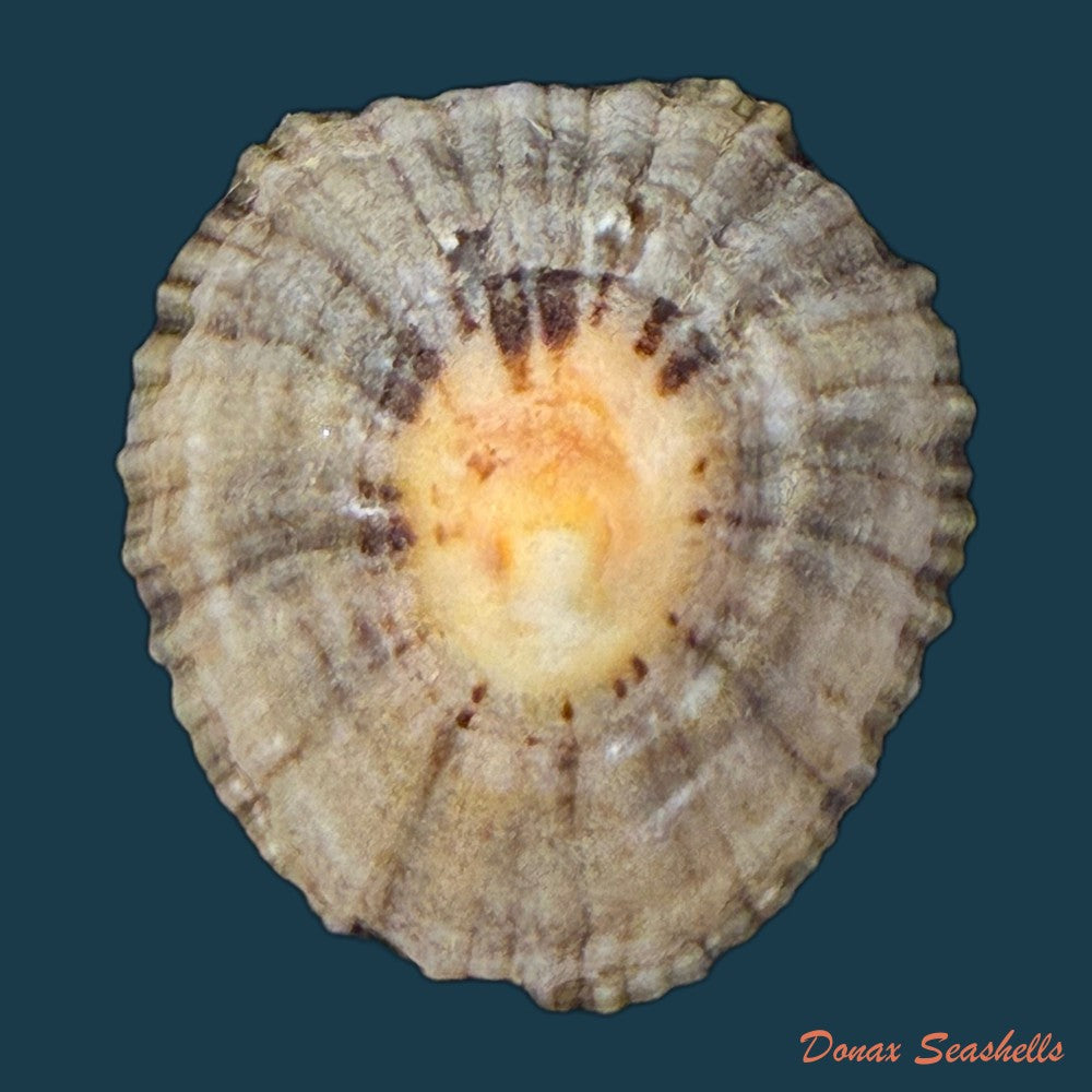 patella-depressa-pennant-1777-25-4mm-copia