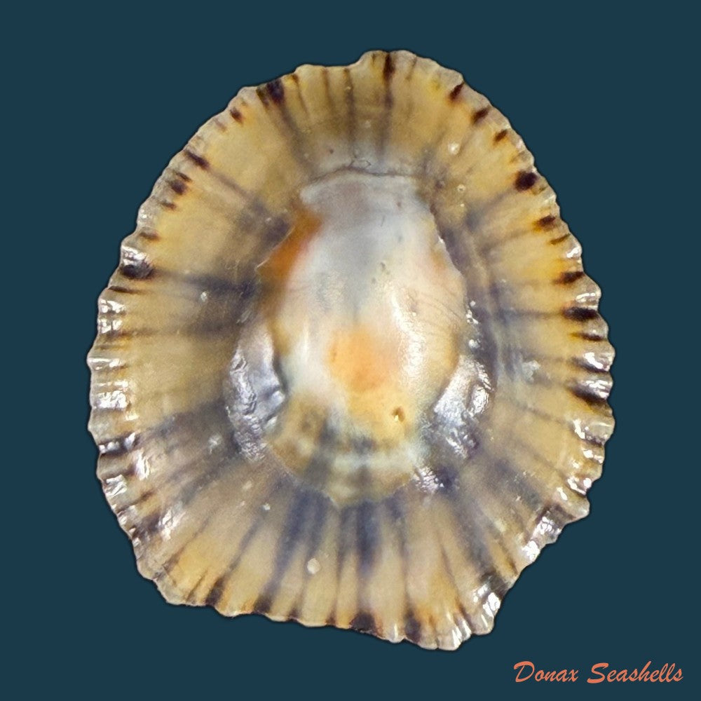 patella-depressa-pennant-1777-25-4mm-copia