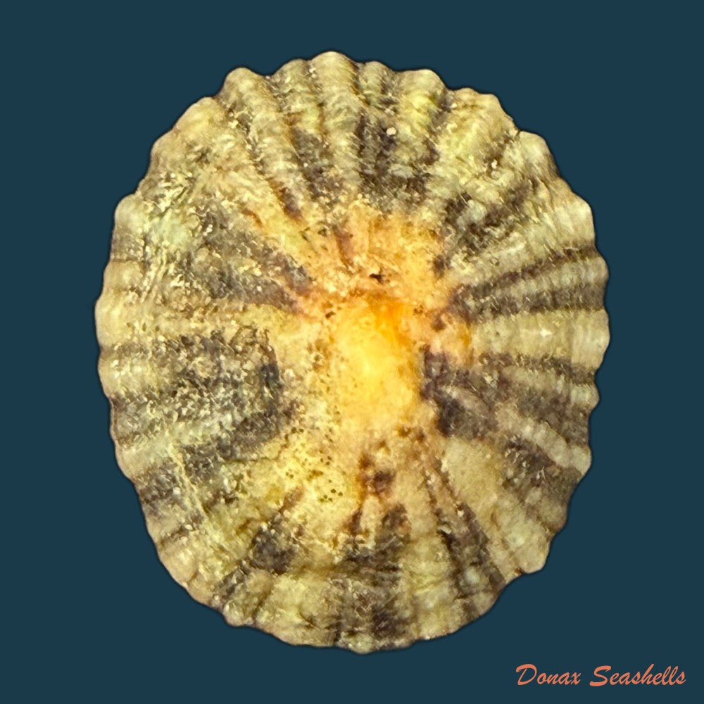 patella-depressa-pennant-1777-29-9mm-copia