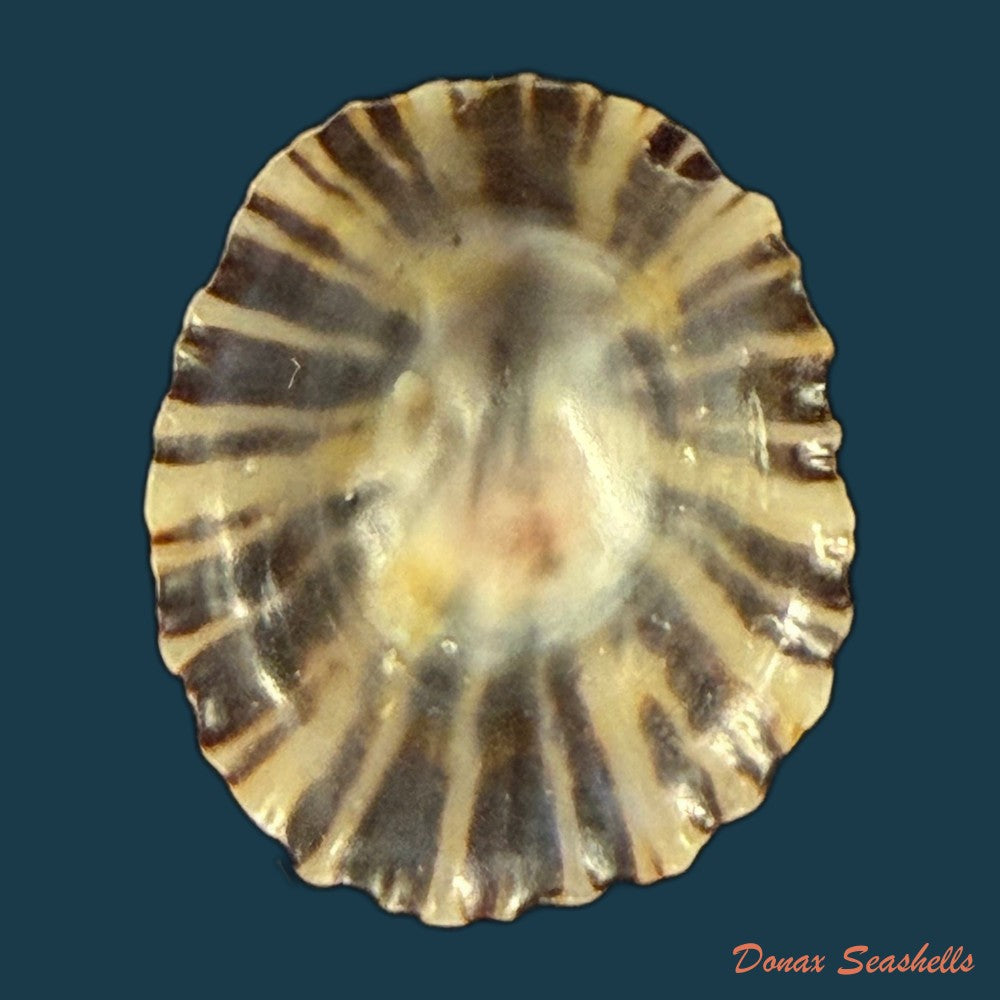 patella-depressa-pennant-1777-29-9mm-copia
