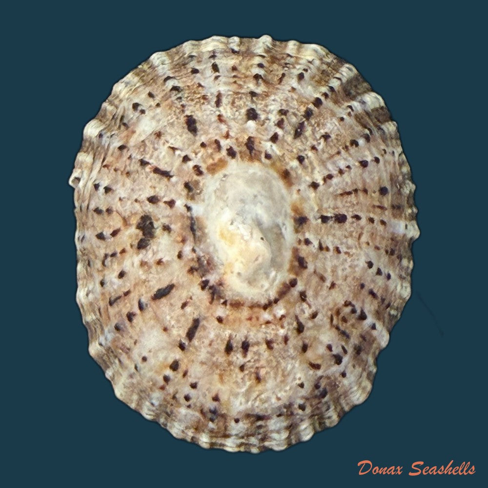 patella-depressa-pennant-1777-31-1mm-copia