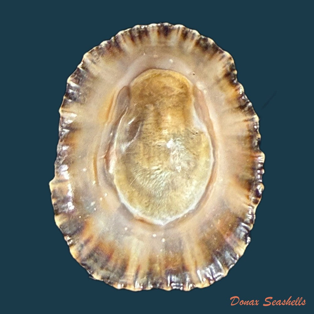 patella-depressa-pennant-1777-31-1mm-copia