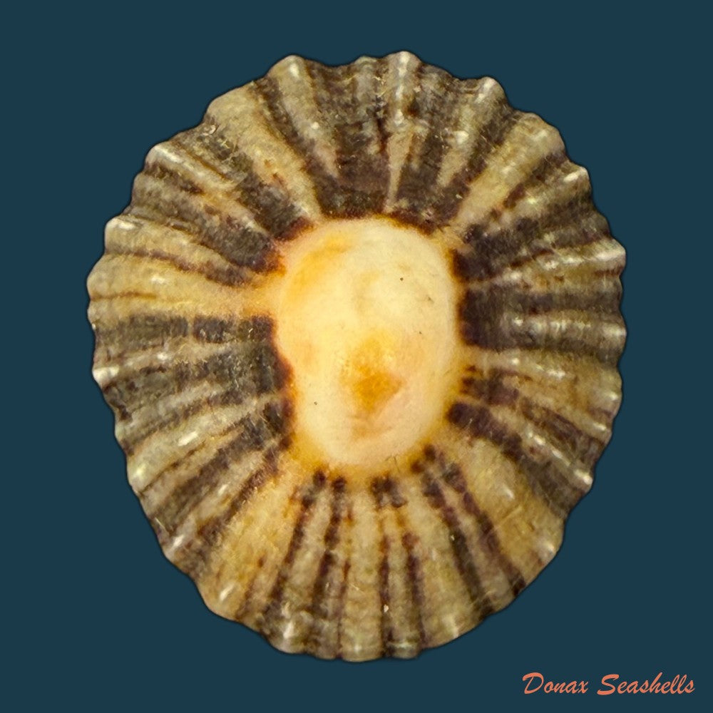 patella-depressa-pennant-1777-33-2mm-copia