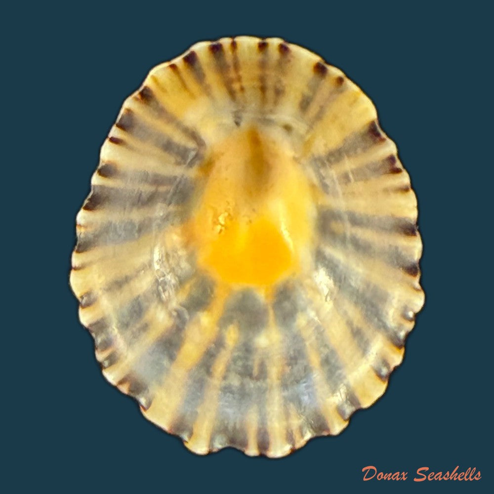 patella-depressa-pennant-1777-33-2mm-copia