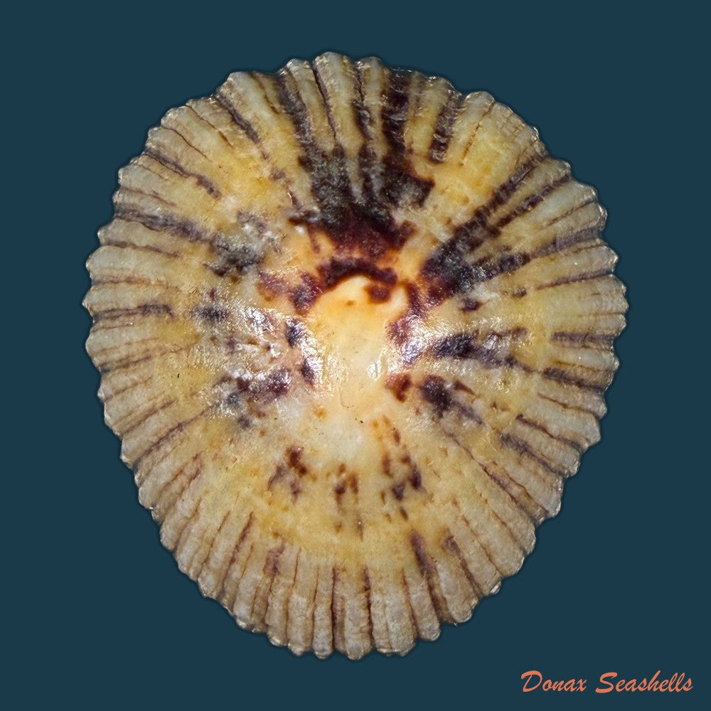 patella-depressa-pennant-1777-36-6mm-copia-1