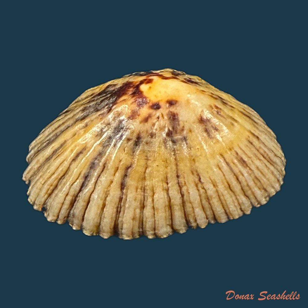 patella-depressa-pennant-1777-36-6mm-copia-1