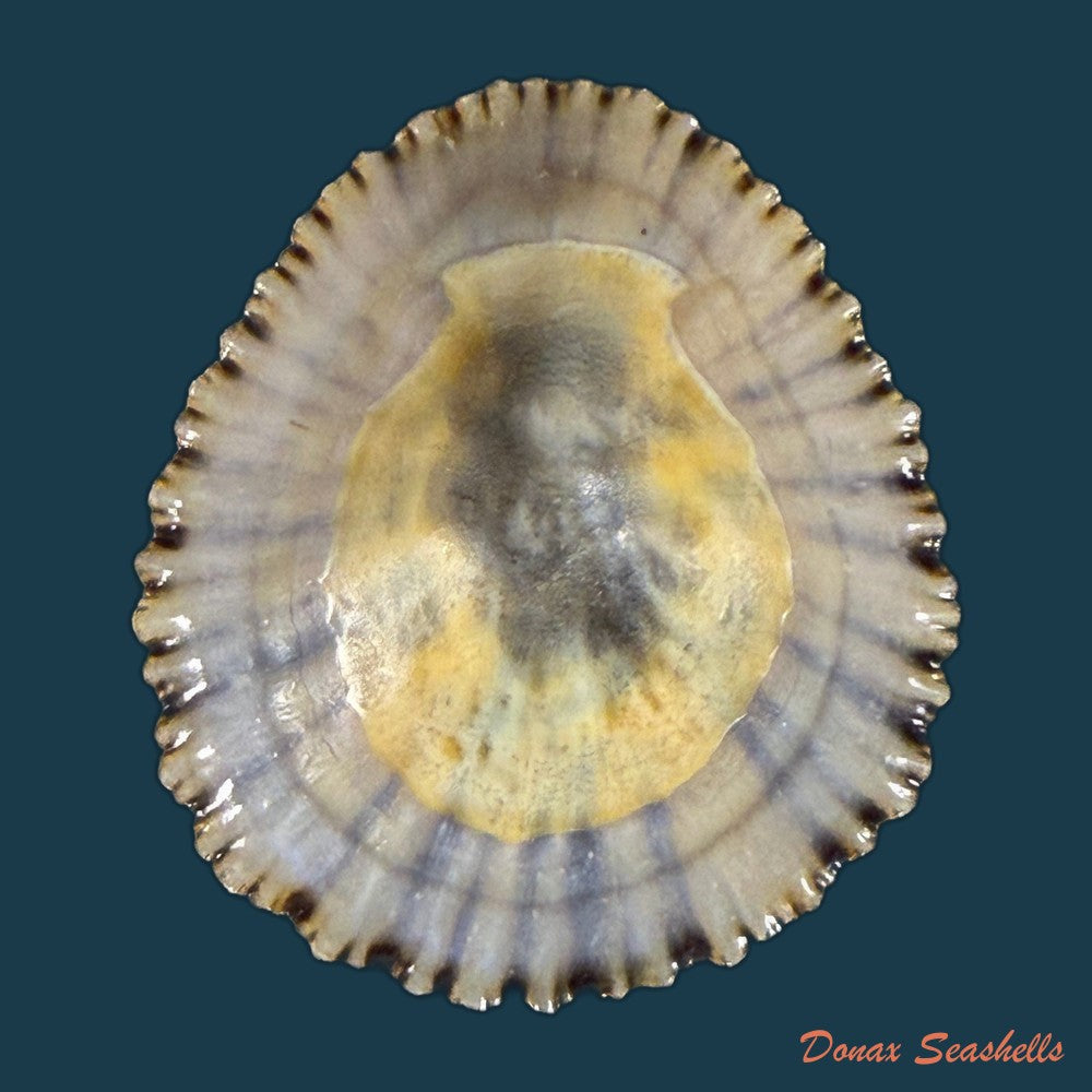 patella-depressa-pennant-1777-36-6mm-copia-1