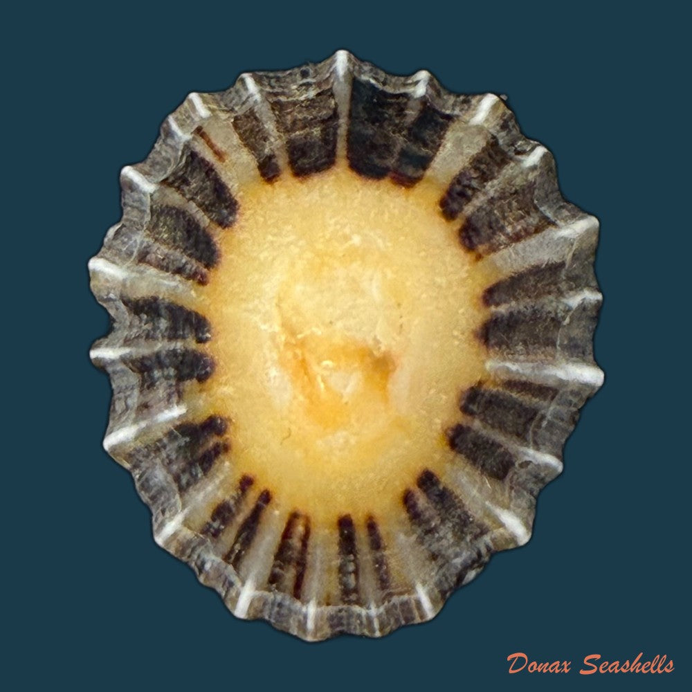 patella-depressa-pennant-1777-36-6mm-copia