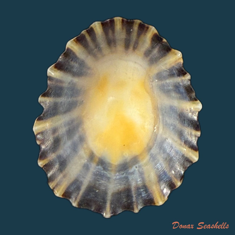 patella-depressa-pennant-1777-36-6mm-copia