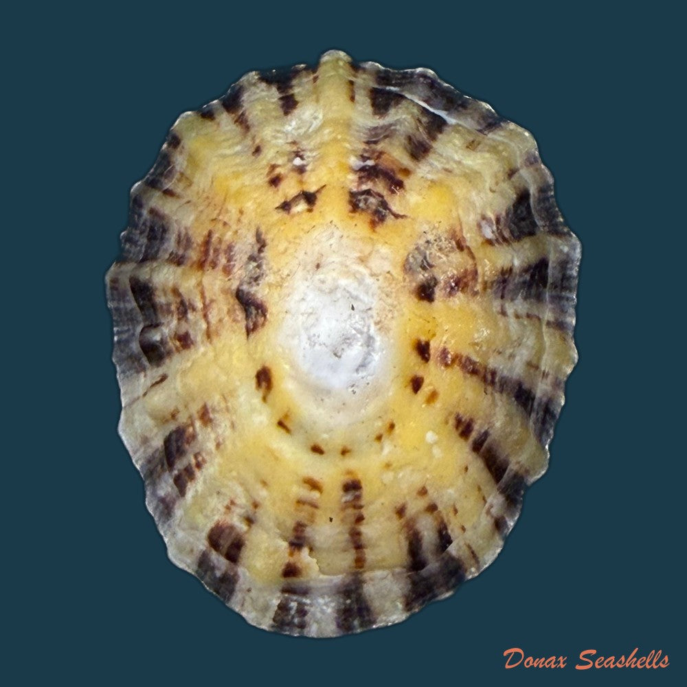 patella-depressa-pennant-1777-40-4mm-copia