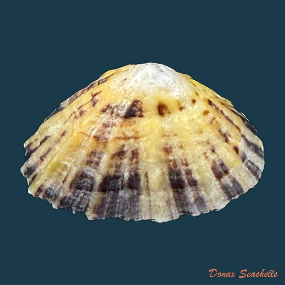 patella-depressa-pennant-1777-40-4mm-copia