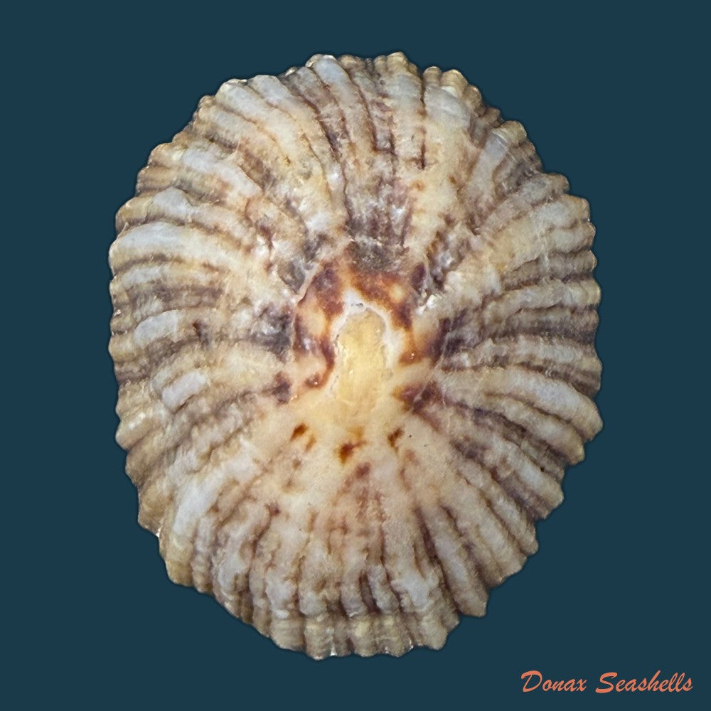 patella-depressa-pennant-1777-40-6mm-copia