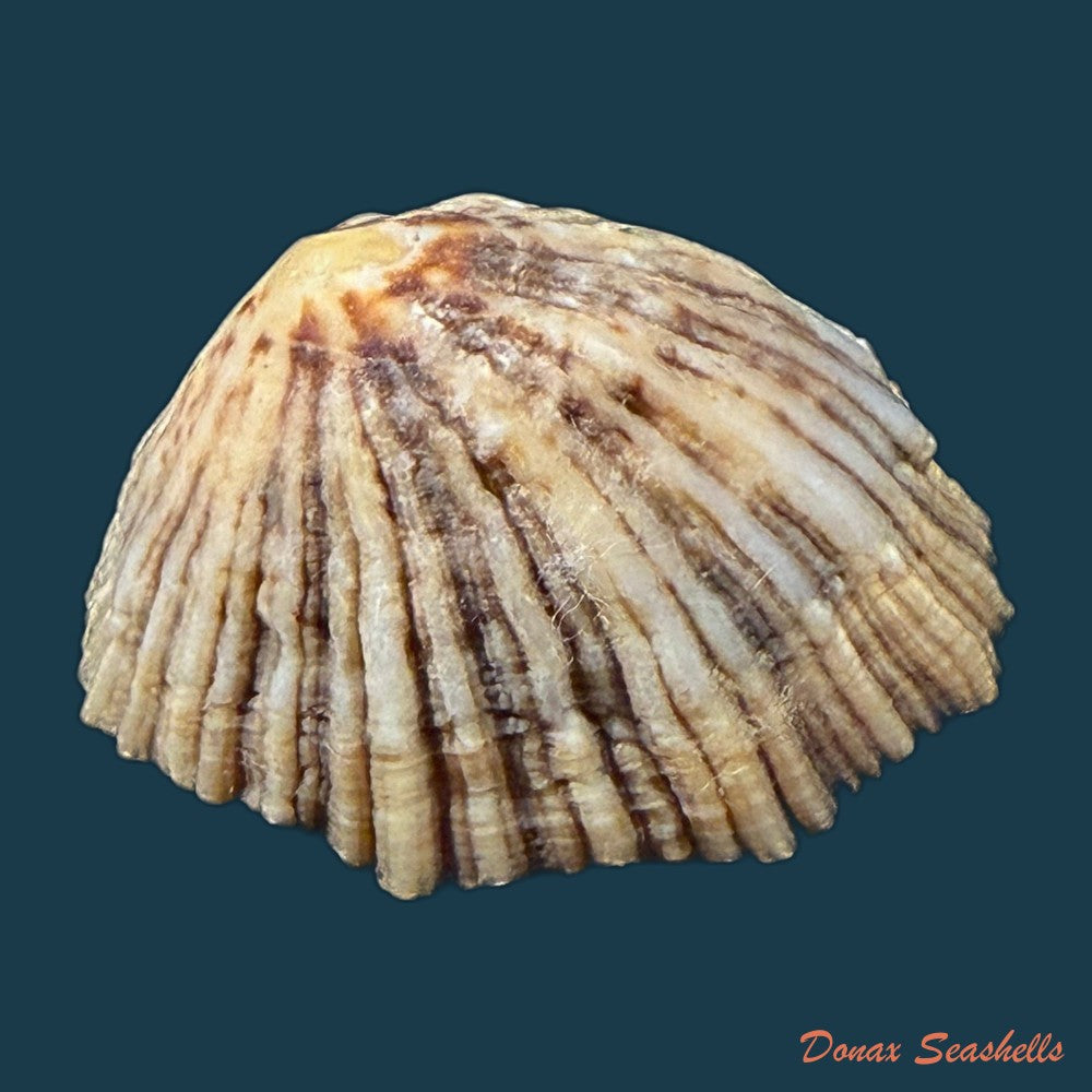 patella-depressa-pennant-1777-40-6mm-copia