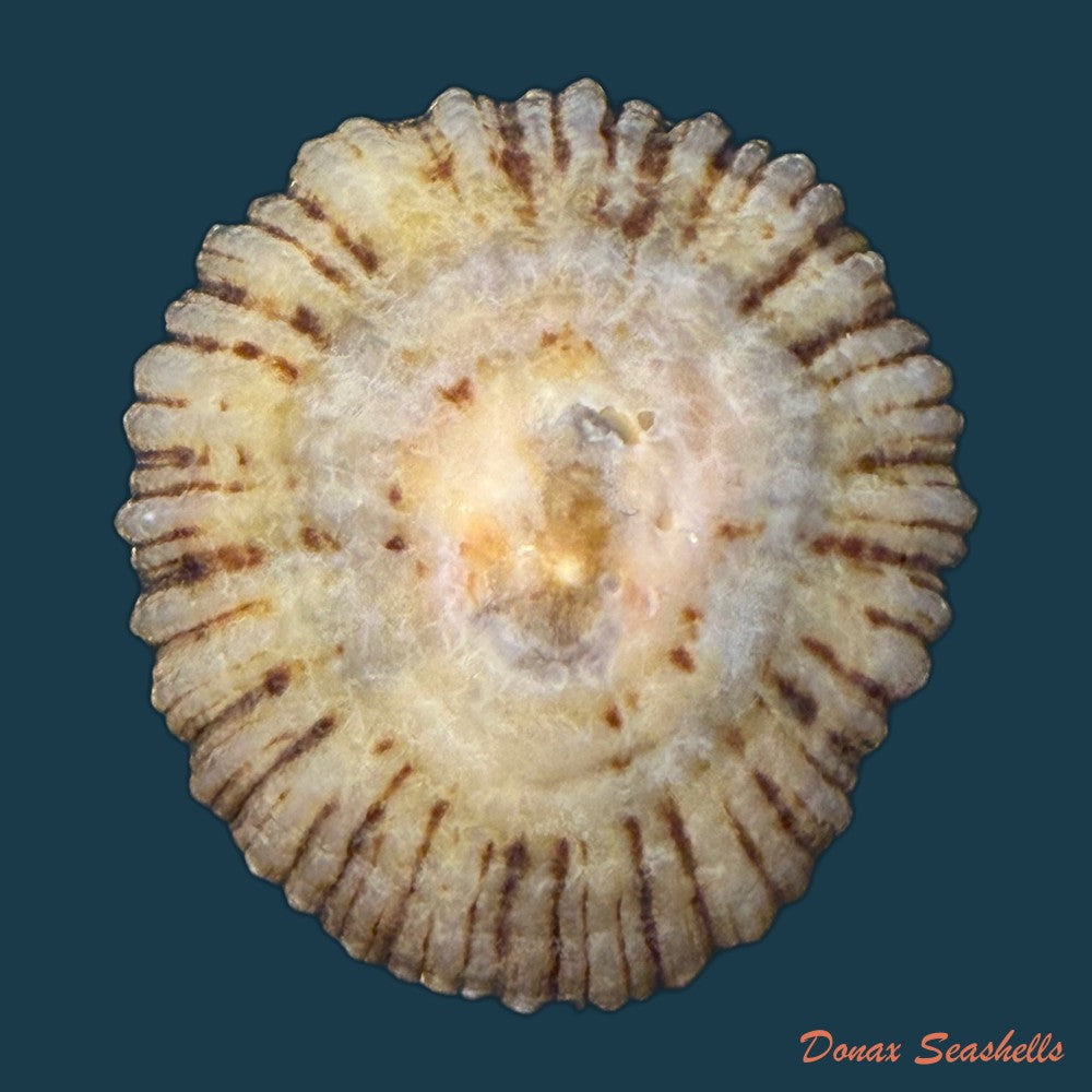 patella-depressa-pennant-1777-42-9mm-copia