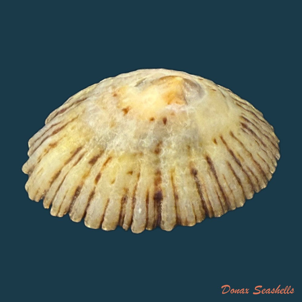 patella-depressa-pennant-1777-42-9mm-copia