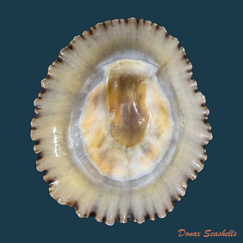 patella-depressa-pennant-1777-42-9mm-copia