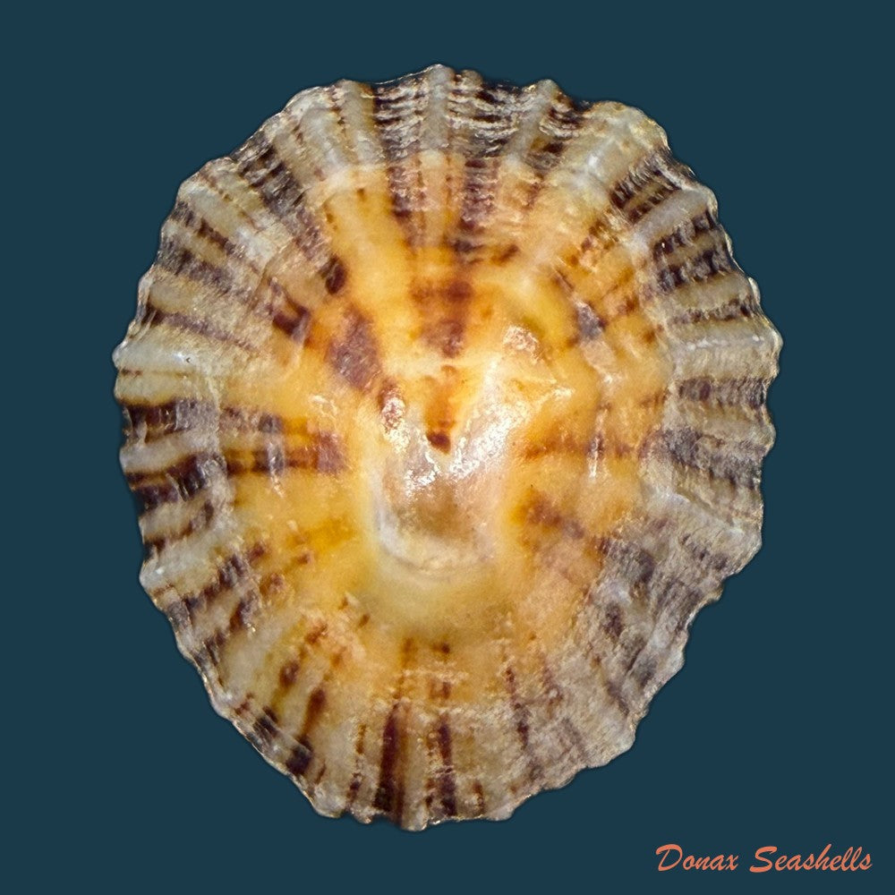 patella-depressa-pennant-1777-43-5mm-copia