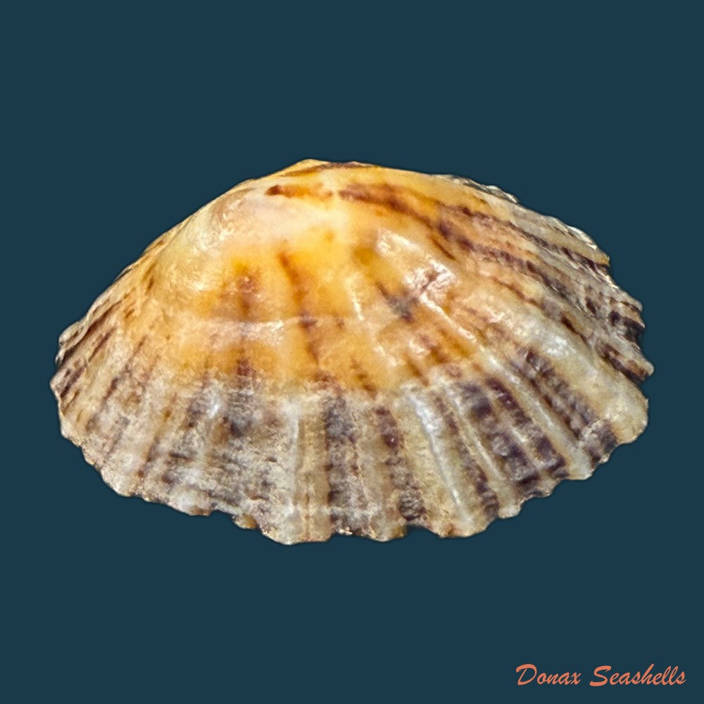 patella-depressa-pennant-1777-43-5mm-copia