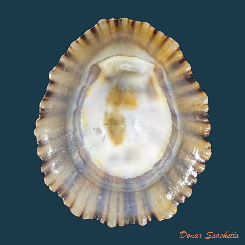 patella-depressa-pennant-1777-43-5mm-copia